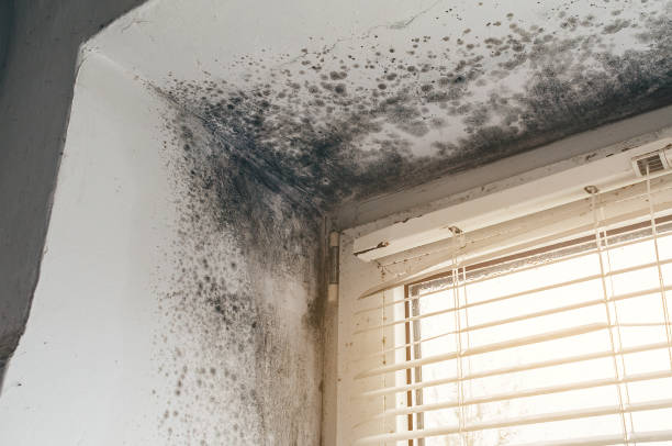 Affordable Hvac And Air Duct Mold Remediation solutions in New Market, MD